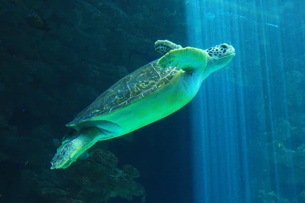 Havssköldpaddor Bebor Alla Tropiska Och Subtropiska Havsområden Och Tillbringar Hela — Stockfoto