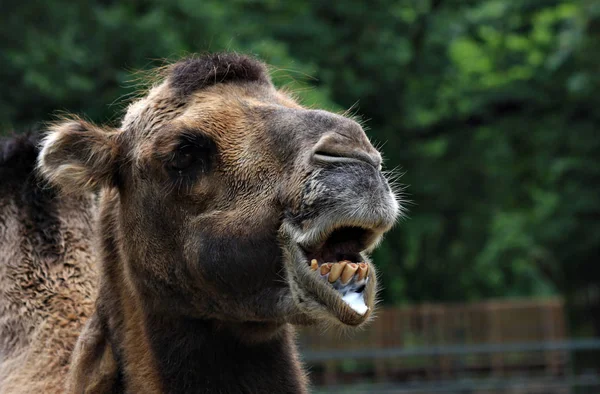 Primo Piano Degli Animali Allo Zoo — Foto Stock