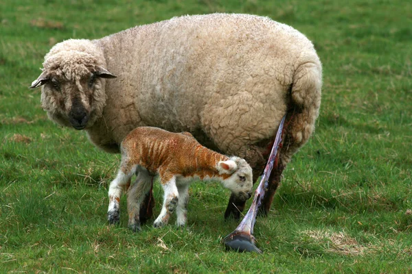 Due Pecore Nel Campo — Foto Stock