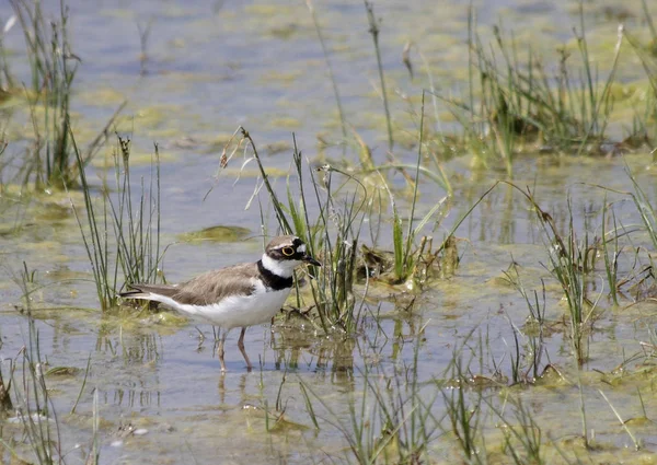 Schilderachtig Uitzicht Prachtige Vogel Natuur — Stockfoto