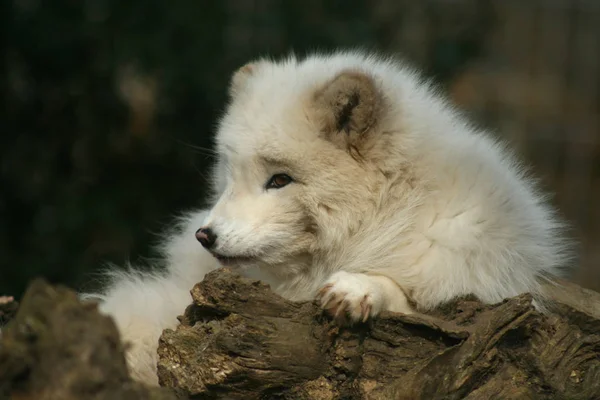 White Wolf Snow — Stock Photo, Image