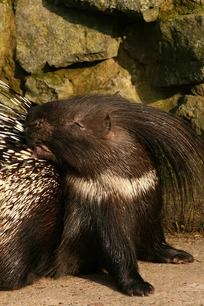 Primer Plano Los Animales Zoológico —  Fotos de Stock