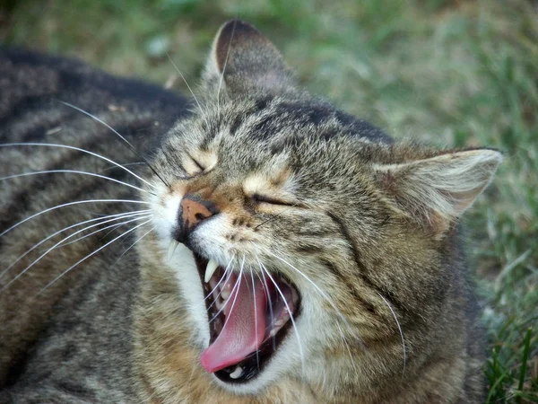 Gato Doméstico Dentes Predadores — Fotografia de Stock