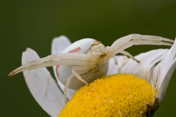 Krabí Pavouk Volně Žijící Hmyz — Stock fotografie