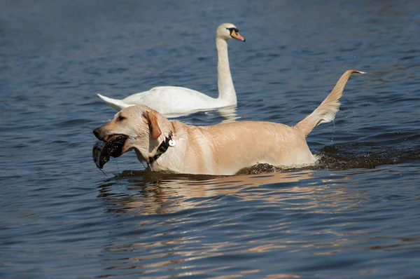 Portret Van Een Schattige Hond — Stockfoto