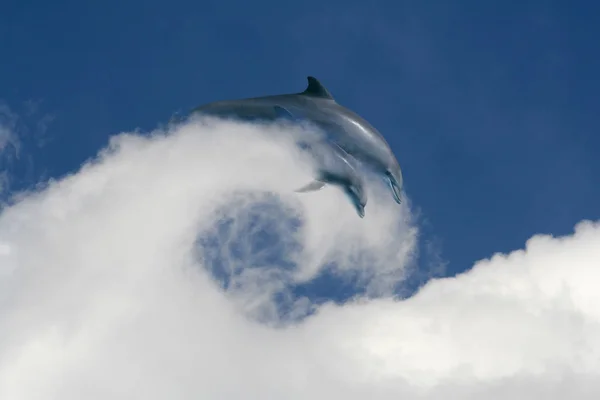 돌고래 — 스톡 사진