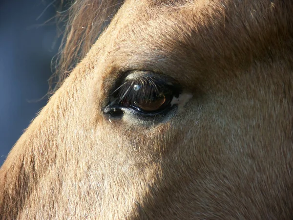 Niedliches Pferd Wilder Natur — Stockfoto