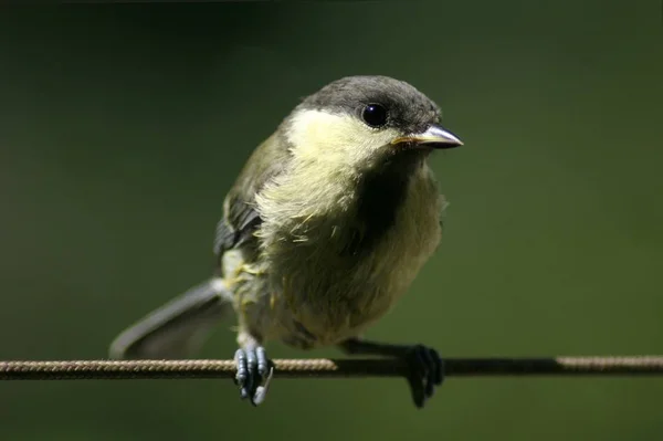 Curious Great Tit Baby — Stockfoto