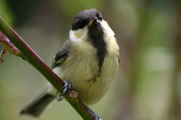 Vista Panorámica Hermoso Pájaro Titmouse — Foto de Stock