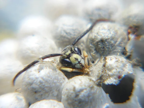 Vue Rapprochée Des Insectes Guêpes Dans Macro Shot — Photo