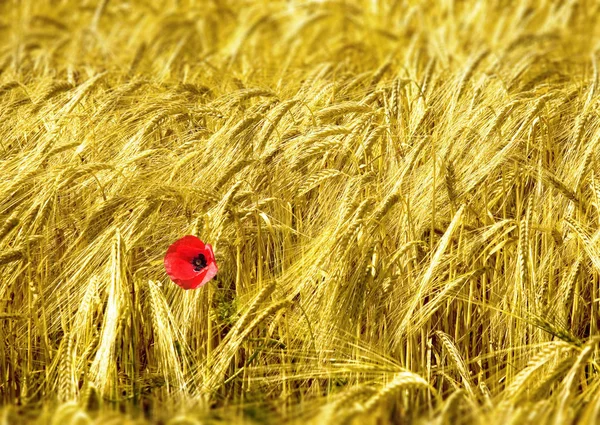 Nahaufnahme Von Schönen Wilden Mohnblumen — Stockfoto