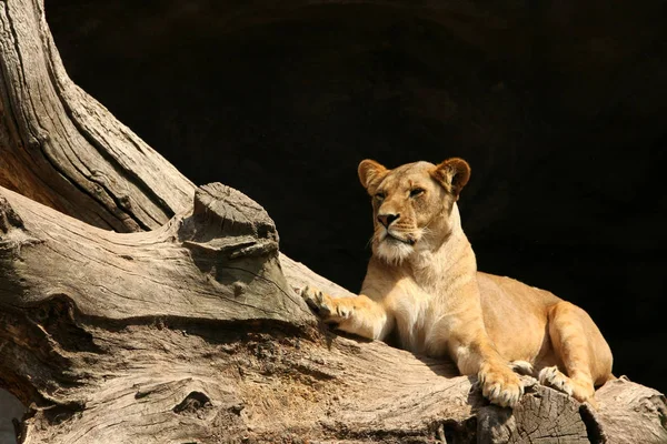 León Depredador Animal Depredador Felino —  Fotos de Stock