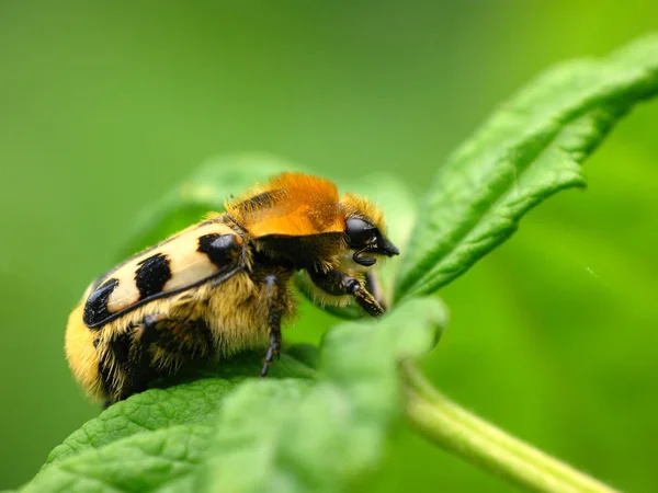 Gros Plan Bug Nature Sauvage — Photo