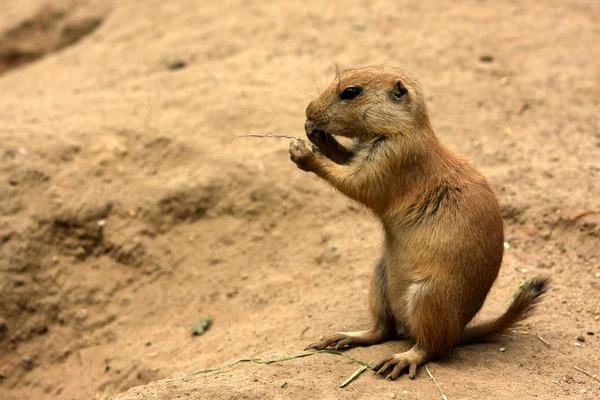 Ardilla Tierra Roedor Marmotini — Foto de Stock