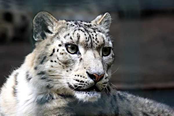 Depredador Leopardo Gato Grande — Foto de Stock