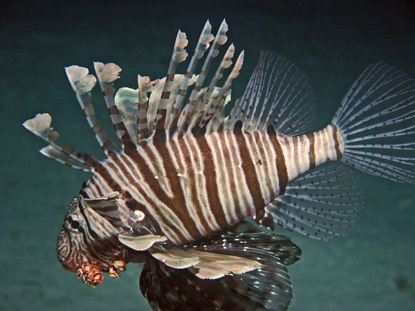 Undervattensvatten Och Lejonfisk — Stockfoto