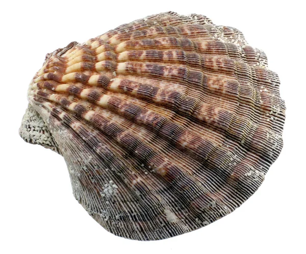 Conchiglie Marine Conchiglie Marine — Foto Stock