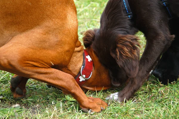 Young Animals Selective Focus — Stock Photo, Image