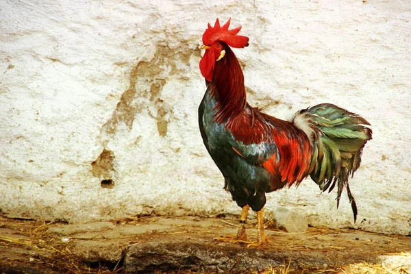 Rooster Farm — Stock Photo, Image