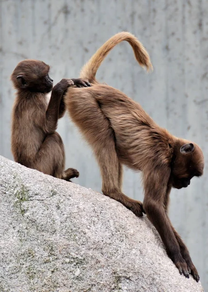 Detailní Záběr Zvířat Zoologické Zahradě — Stock fotografie