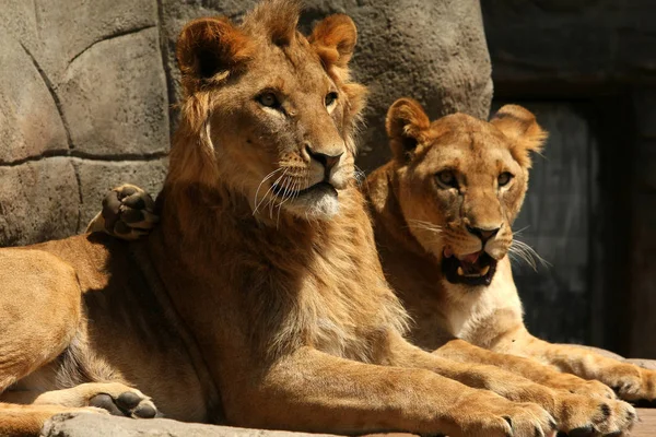Lejon Rovdjur Kattdjur — Stockfoto