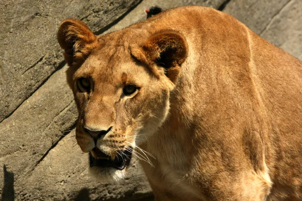 León Depredador Animal Depredador Felino —  Fotos de Stock