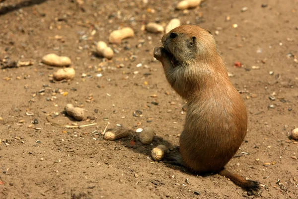 Esquilo Terra Roedor Marmotini — Fotografia de Stock