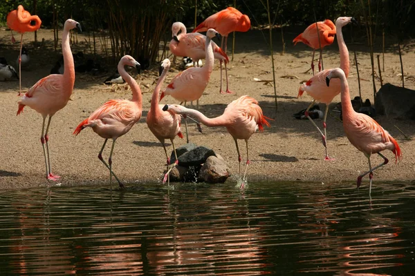 Vista Panorâmica Belo Pássaro Flamingo Natureza — Fotografia de Stock