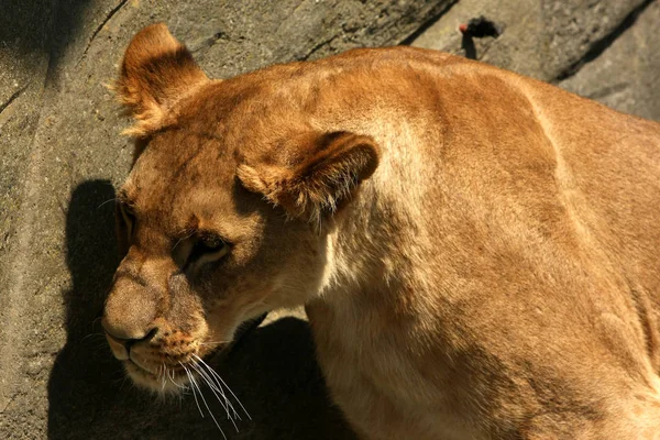 Lion Predator Animal Feline Predator — Stock Photo, Image