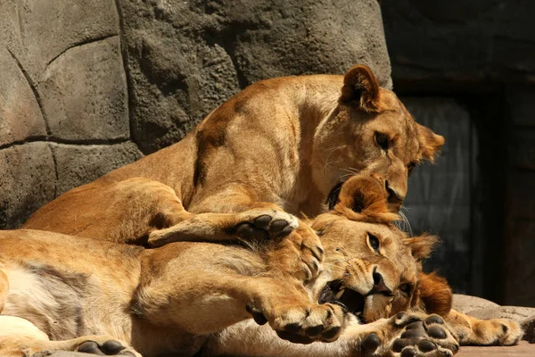 Лев Хижак Тварина Котячий Хижак — стокове фото