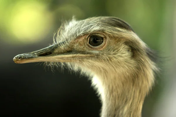 Vista Panorámica Hermoso Pájaro Naturaleza — Foto de Stock