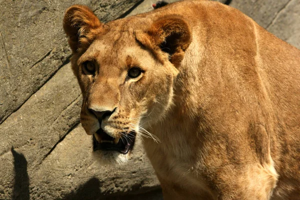 Lion Predator Animal Feline Predator — Stock Photo, Image