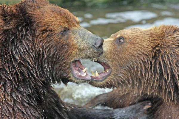 異なる動物に焦点を当て — ストック写真