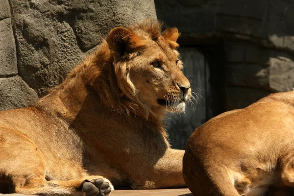 León Depredador Animal Depredador Felino —  Fotos de Stock