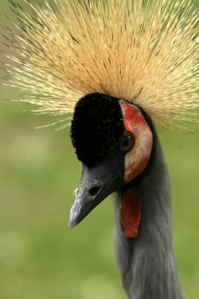 Pintoresco Disparo Aves Escena Exterior — Foto de Stock