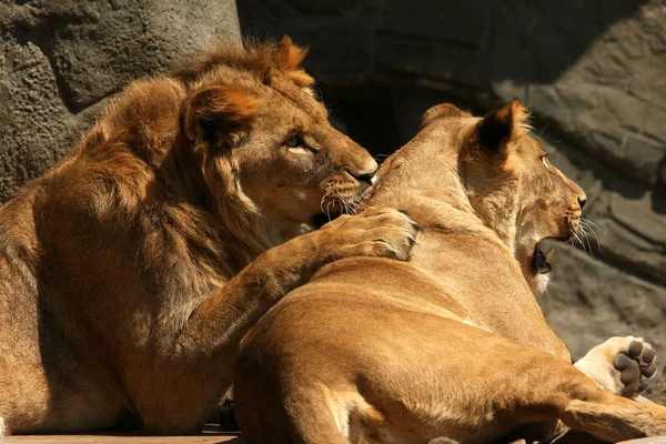 León Depredador Animal Depredador Felino —  Fotos de Stock