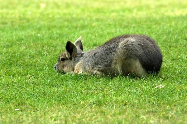 Roztomilý Klokaní Zvíře Australský Savec — Stock fotografie