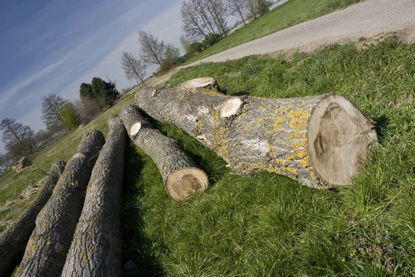 Kütükler Odun Gövdeleri — Stok fotoğraf