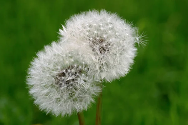Close Dandelions Meadow Daytime — Stock Photo, Image