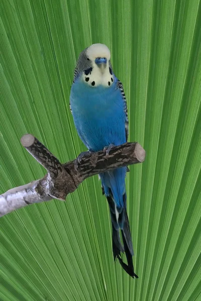 Malowniczy Widok Kolorowych Papug Budgerigar — Zdjęcie stockowe