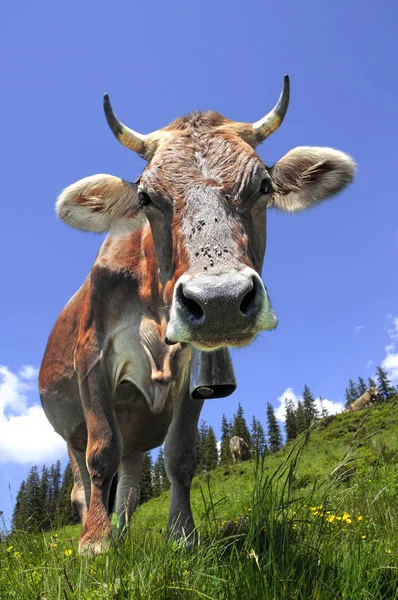 Schilderachtig Uitzicht Prachtig Alpenlandschap — Stockfoto