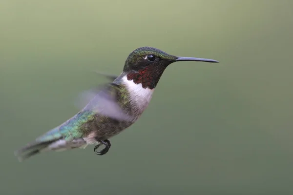 scenic view of beautiful Hummingbird bird