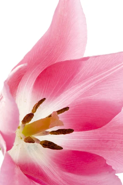 Güzel Lale Çiçeklerinin Manzarası — Stok fotoğraf