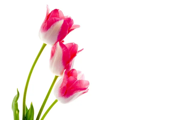 チューリップの花びら 春の植物 — ストック写真
