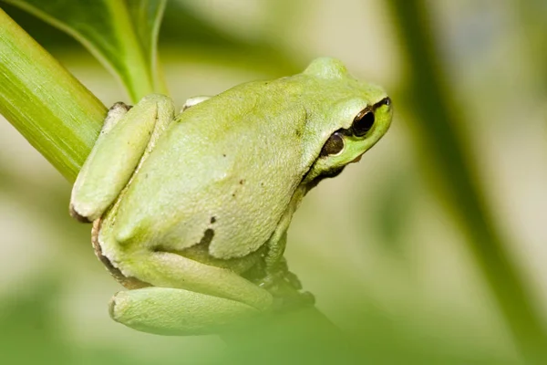 Tropická Žába Obojživelné Zvíře — Stock fotografie