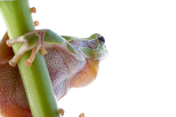 Тропическая Лягушка Земноводное Животное — стоковое фото