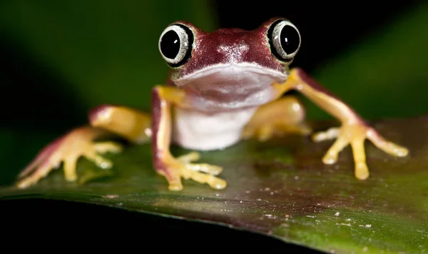 Rana Los Licores Phyllomedusa Lemur —  Fotos de Stock