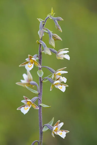 Vacker Botanisk Skott Naturliga Tapeter — Stockfoto