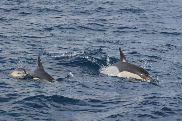 Fondo Pantalla Tema Marino Disparo Luz Del Día — Foto de Stock