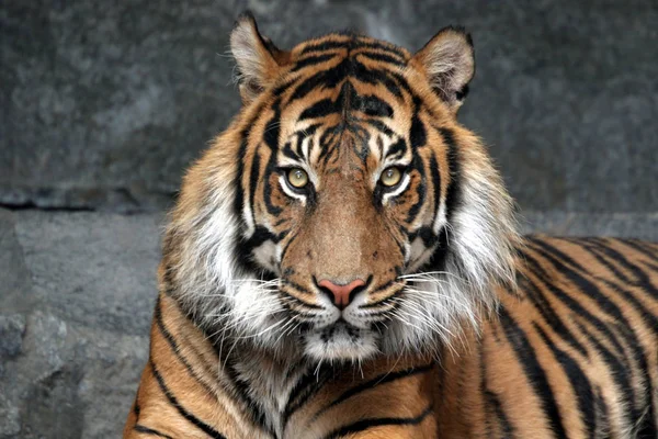Depredador Felino Tigre Salvaje — Foto de Stock